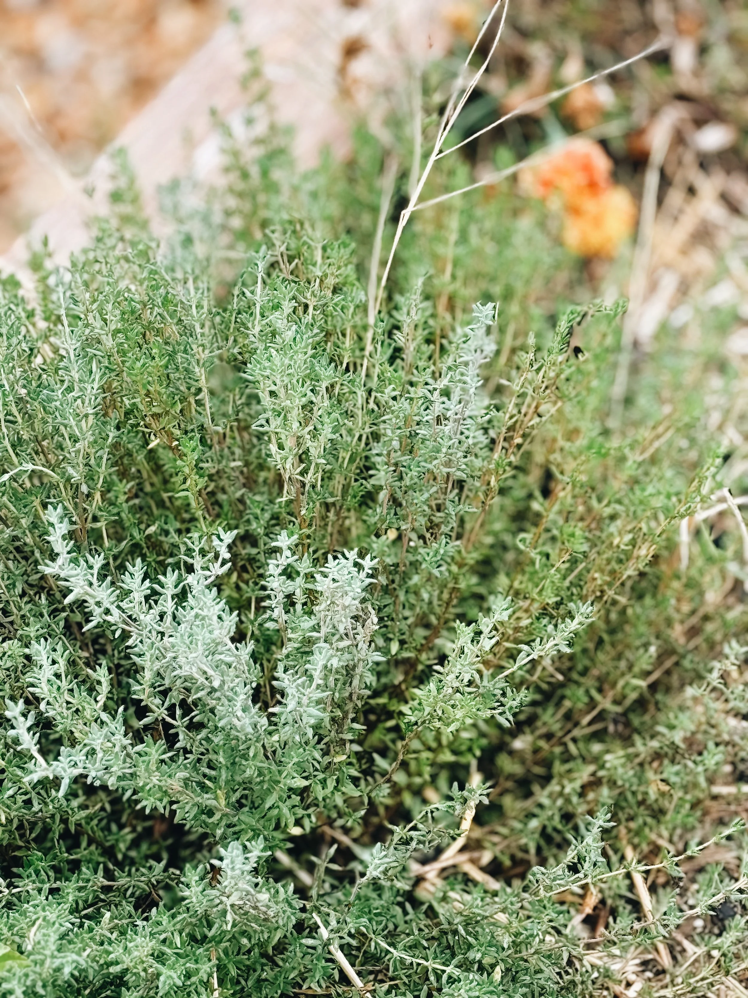 How To Grow Aromatic Thyme At Home!